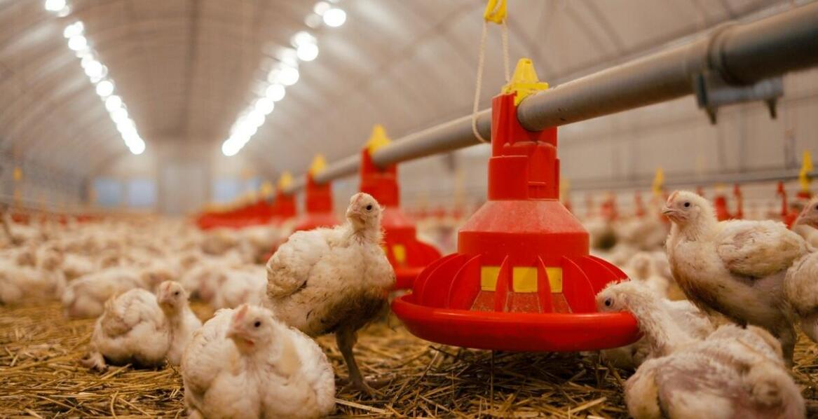 Jakie są koszty eksploatacji żarówek grzewczych dla kurcząt?