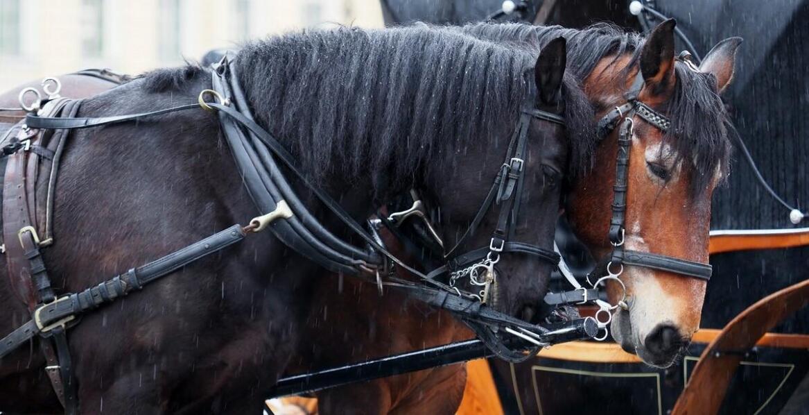 Organizacja ceremonii pogrzebowej z asystą jeźdźca – wyjątkowy sposób na pożegnanie