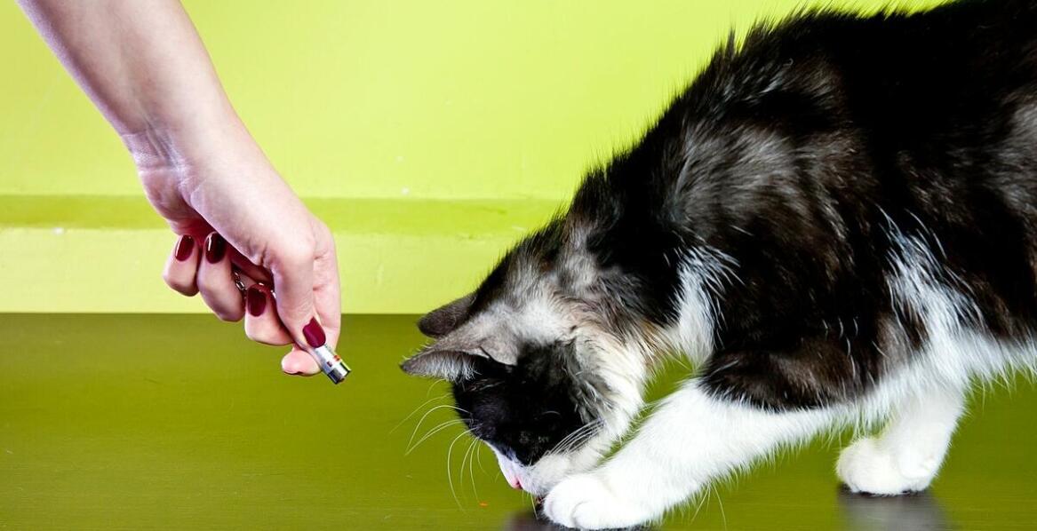 Jakie błędy popełniają właściciele, które mogą prowadzić do gryzienia przez kota?