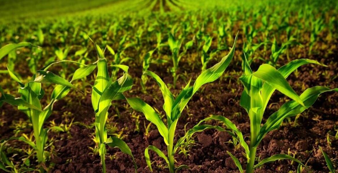 Znaczenie rotacji upraw w gospodarstwie ekologicznym