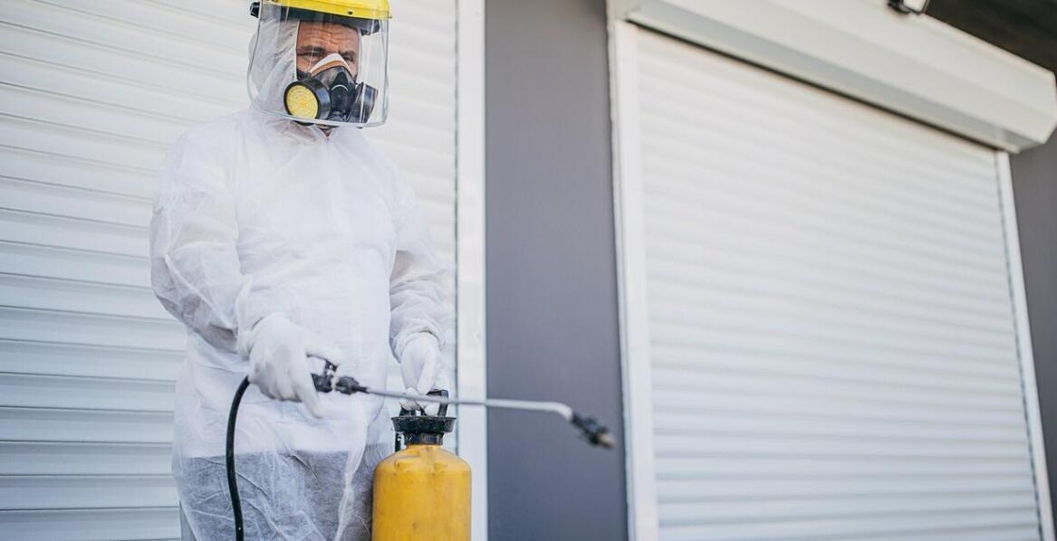 Skuteczność dezynsekcji chemicznej vs. naturalne metody