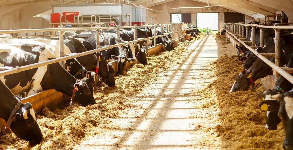 Rola filtracji powietrza w poprawie jakości środowiska w oborach