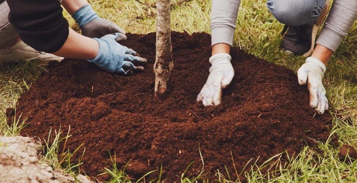 Dlaczego sadzenie drzew jest kluczowe dla walki ze zmianami klimatycznymi?