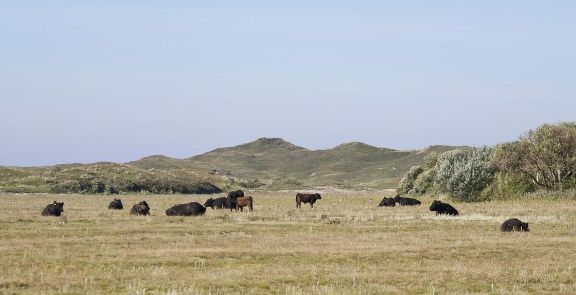 Różnorodność lizawek solnych – jak dobrać odpowiednią dla swoich potrzeb?
