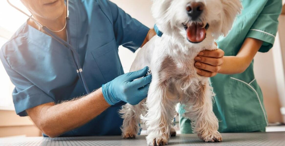 Jak otyłość wpływa na zdrowie serca u zwierząt i jak temu zapobiegać?