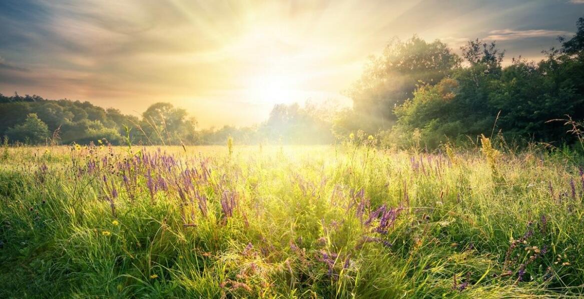 Jakie są najlepsze praktyki przy wysiewie fiołka polnego na łąkach kwiatowych?