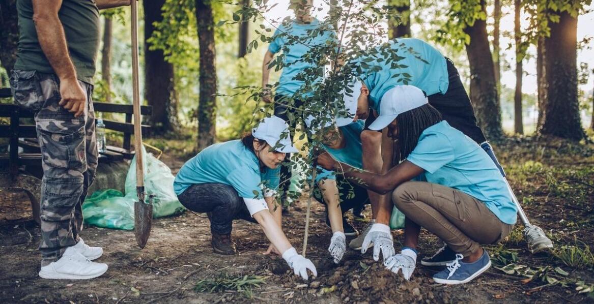 Sadzenie drzew – jak wpływa na rewitalizację terenów zielonych?