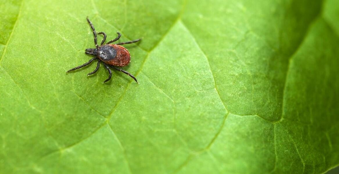 Jak chronić zwierzęta domowe przed kleszczem z białym odwłokiem?