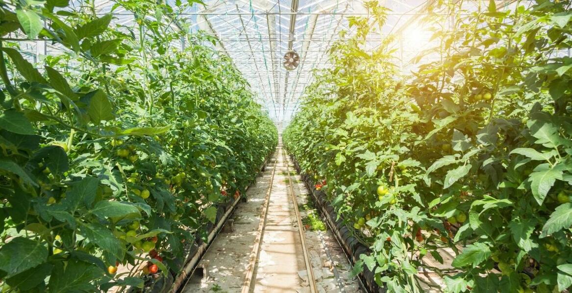 Zrównoważona uprawa w tunelach działkowych – czy to możliwe?
