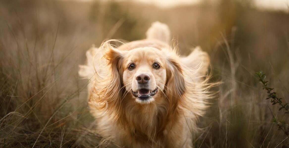 Jakie cechy reproduktora wyżeł włoski krótkowłosy wpływają na sukces hodowlany?