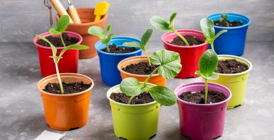 Jak proces zabezpieczania nasion przed drobnoustrojami wpływa na jakość karmy?