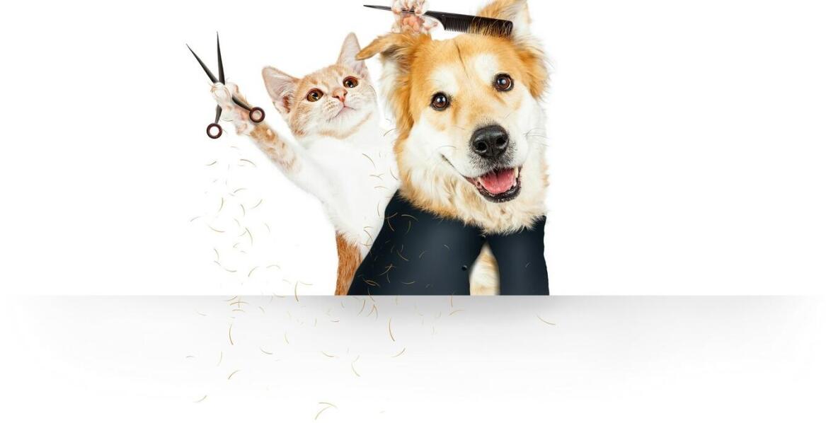 Jakie są korzyści z używania nowoczesnego sprzętu groomerskiego?