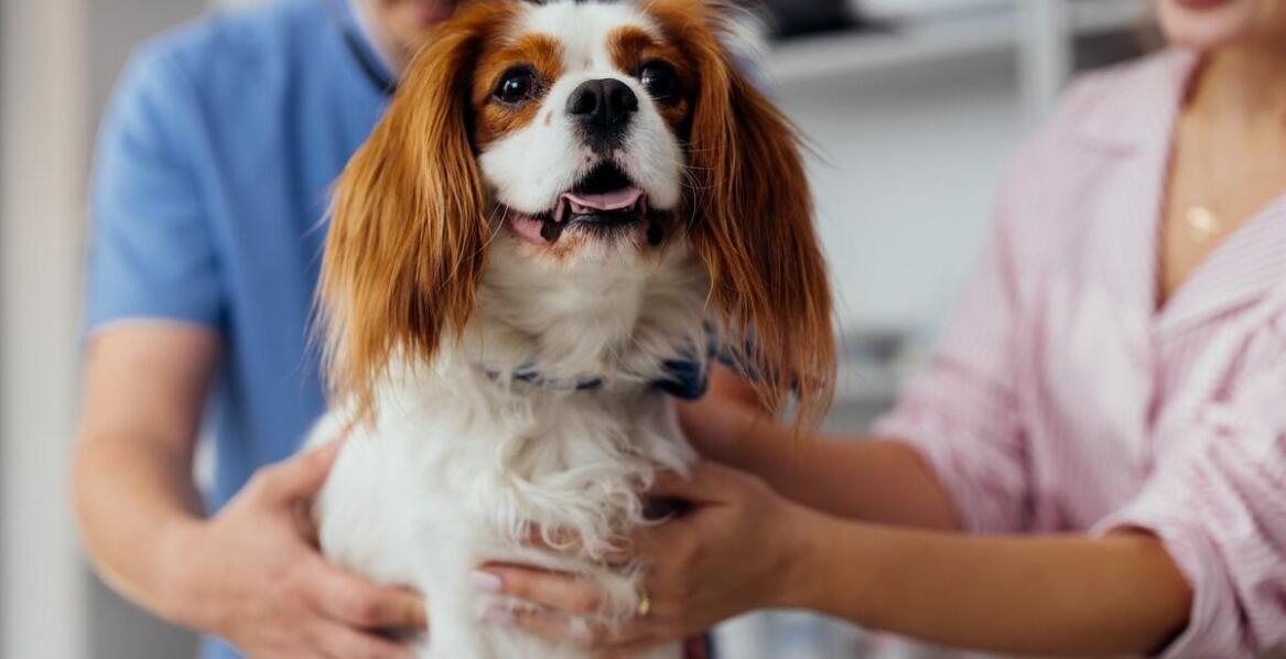 Dlaczego warto wybrać weterynarza oferującego kompleksowe usługi diagnostyczne, w tym USG?