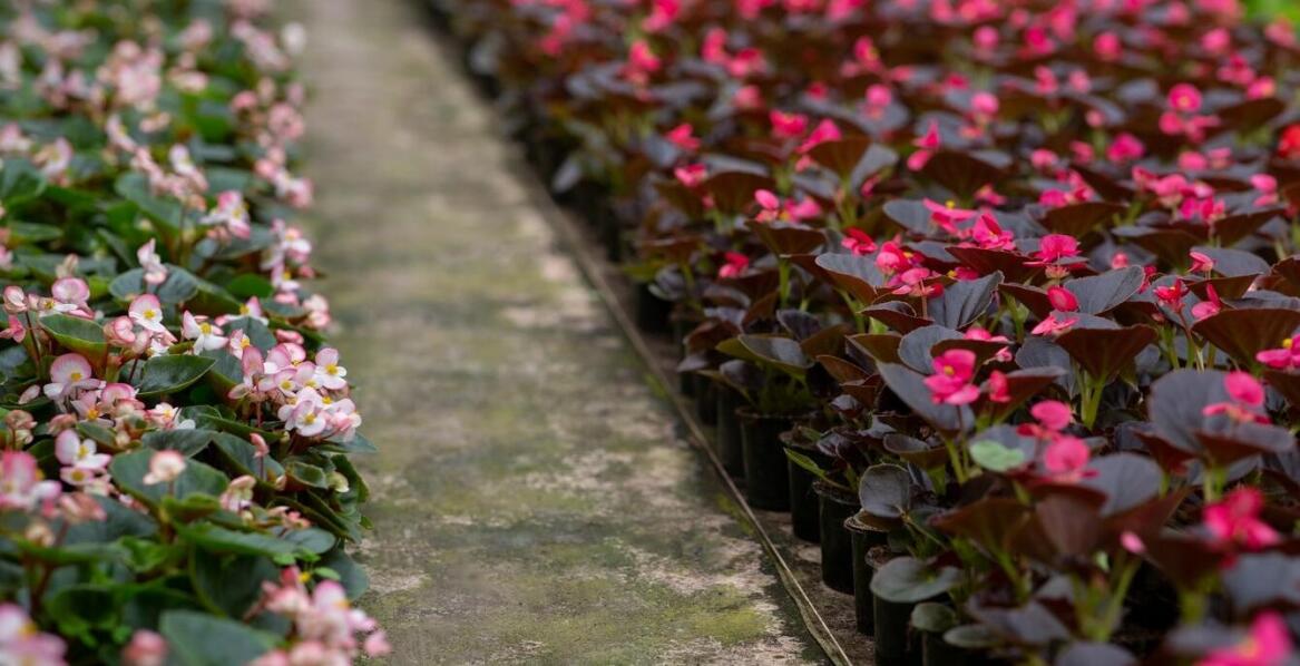 Czy benary lubią nasłonecznione stanowiska?