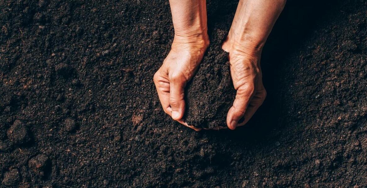 Dlaczego warto wybrać nawozy organiczne do pielęgnacji ogrodu?