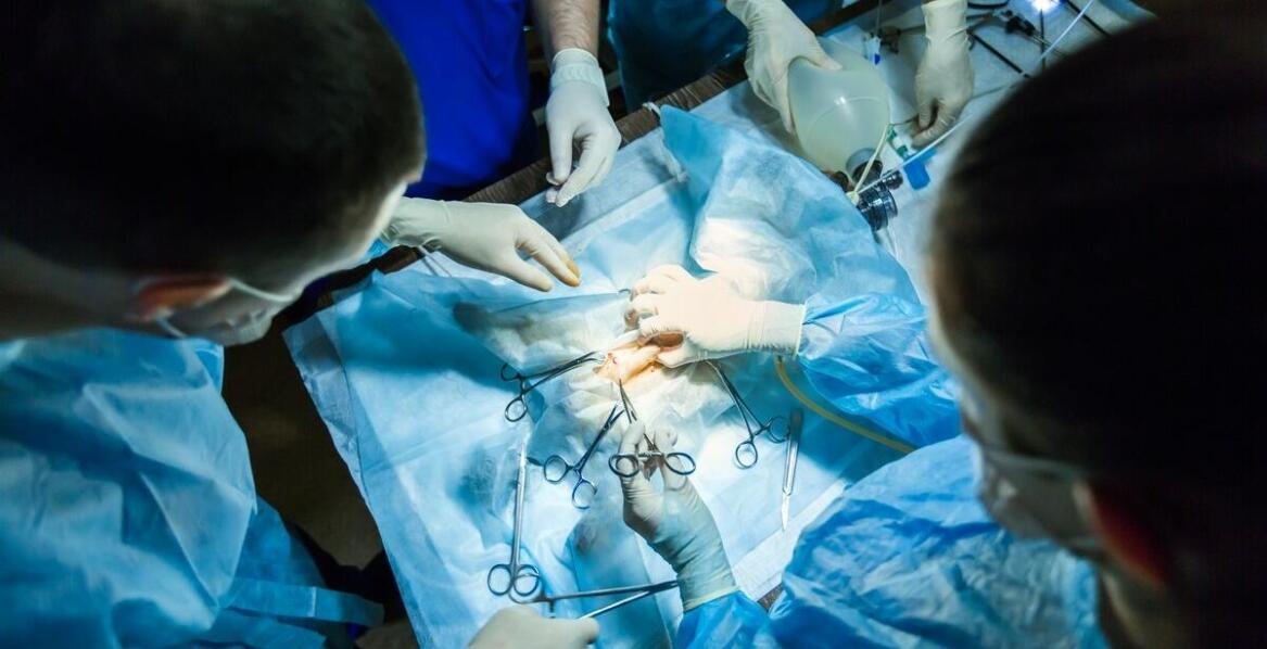 Współczesne wyzwania w chirurgii weterynaryjnej – co warto wiedzieć?