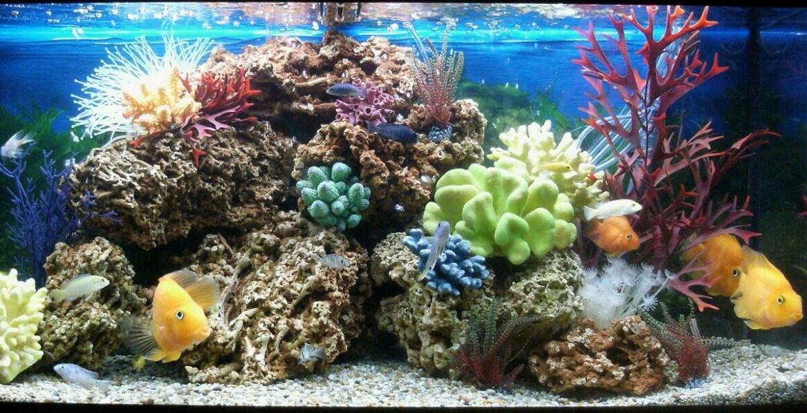 Filtry do akwarium morskiego – jakie są dostępne technologie i jak je wybrać?