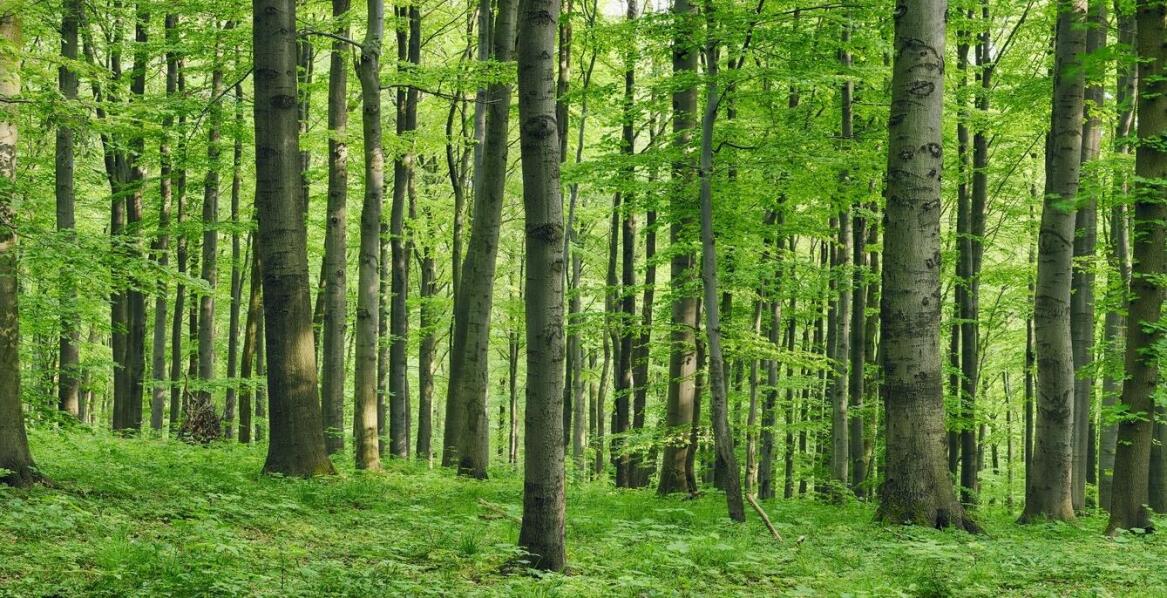 Jak opinie dendrologiczne wspierają zrównoważone projektowanie przestrzeni zielonych?