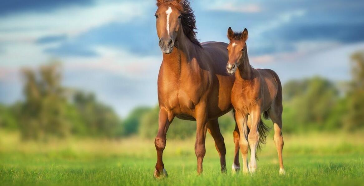 Jak dobrać odpowiedni pastuch elektryczny do specyfiki hodowli koni?