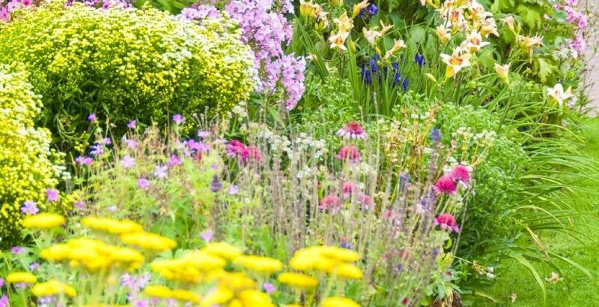 Goździk kropkowany w kompozycjach z wieloletnimi trawami ozdobnymi