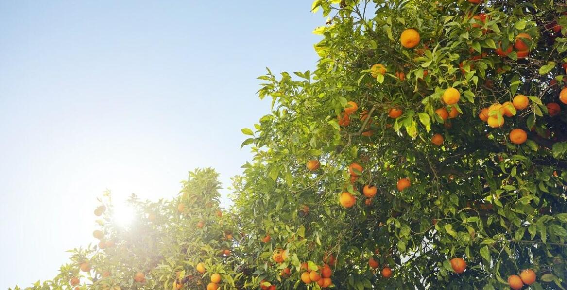Jakie drzewka cytrusowe do domu są najłatwiejsze w uprawie dla początkujących?
