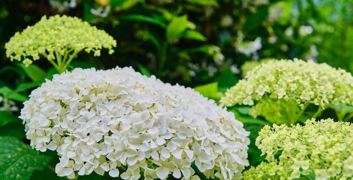 Najpiękniejsze odmiany kaliny do ogrodów przydomowych