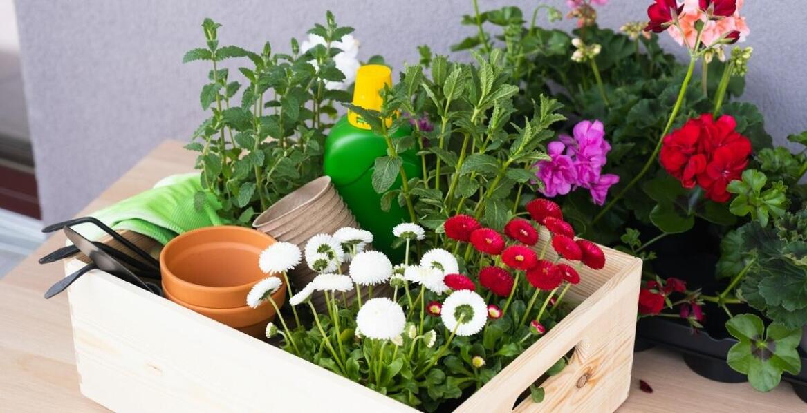 Mikro zioła w diecie wegańskiej i wegetariańskiej – co warto wiedzieć?