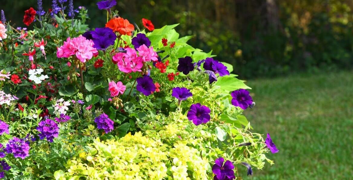 Jak wzbogacić istniejące mieszanki kwiatowe o nasiona roślin dwuletnich?