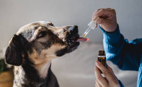 Jak wykorzystać Oralade w zarządzaniu dietą zwierząt domowych?