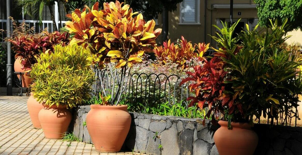 Rośliny balkonowe jako element dekoracyjny – jakie gatunki wybrać?