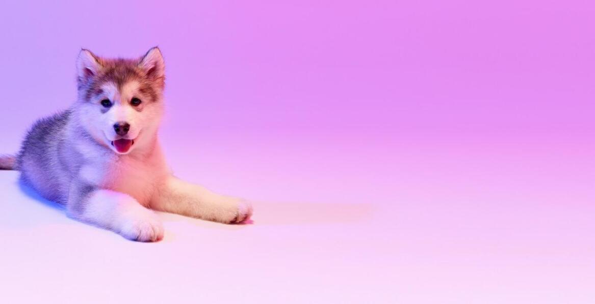 Jakie innowacyjne akcesoria dla zwierząt domowych warto znać?