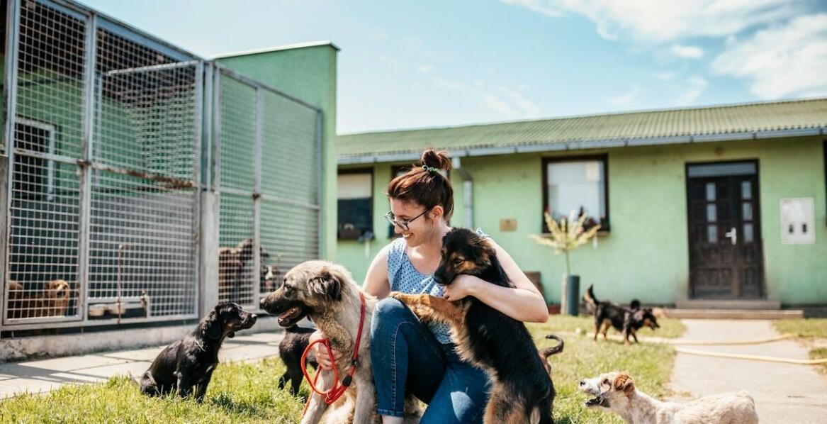 Hotele dla psów dolnośląskie – co zawiera standardowy pakiet usług?