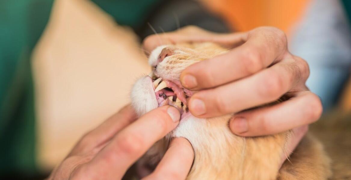 Stomatologia weterynaryjna: Dlaczego regularne kontrole są ważne?