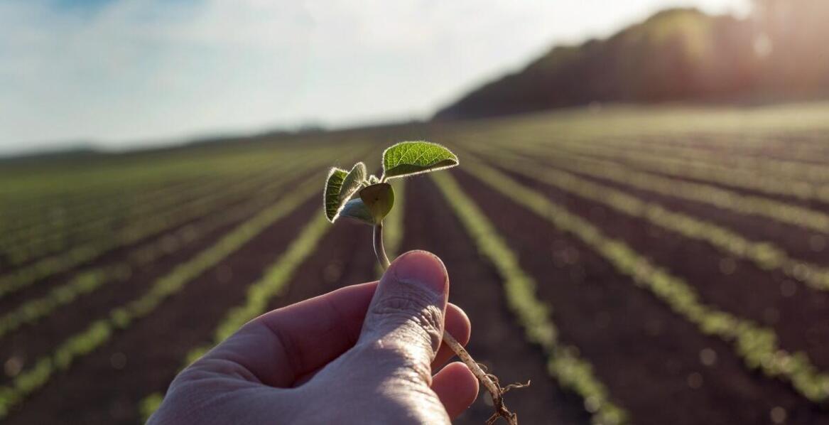 Jak zmieniające się warunki klimatyczne wpływają na produkcję pasz?