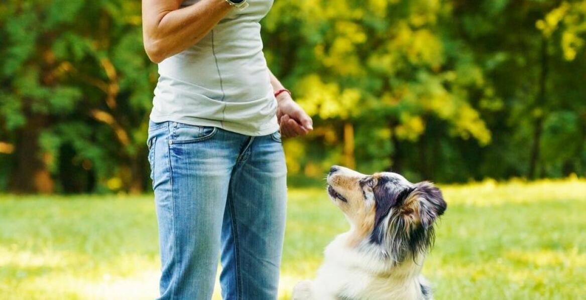 Jak efektywnie wykorzystać tresurę psa do poprawy jego zachowania?
