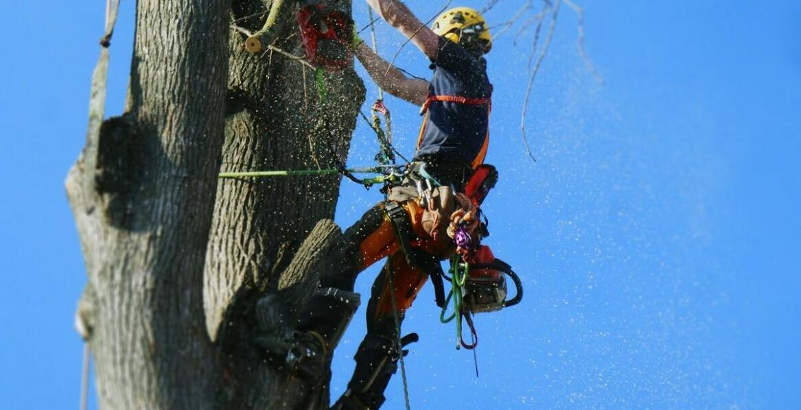 Specjalistyczny sprzęt do wycinki drzew: Jakie narzędzia wykorzystuje firma?