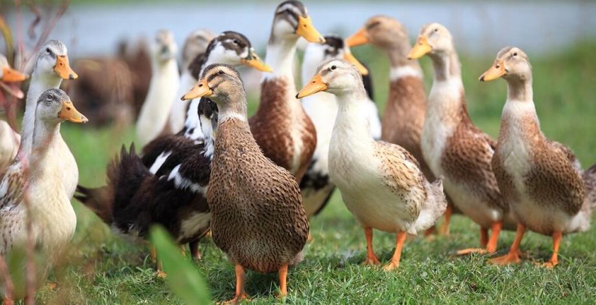 Jak skubiarki do kaczek przyspieszają pracę przedsiębiorstwa?