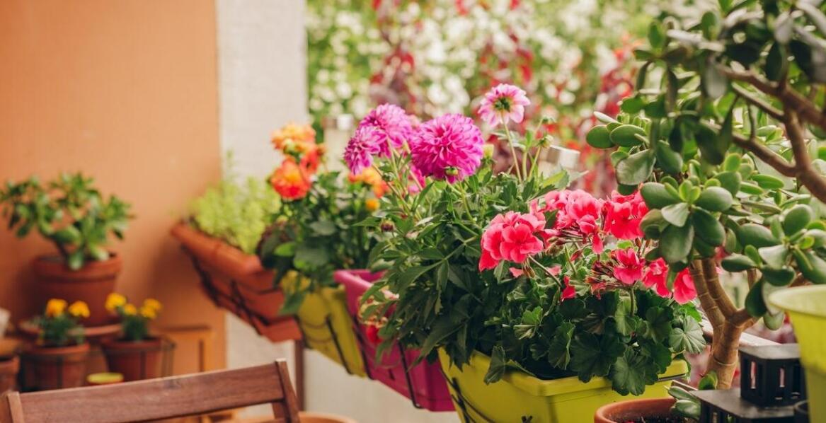 Jak begonia królewska wpływa na estetykę i atmosferę ogrodu?