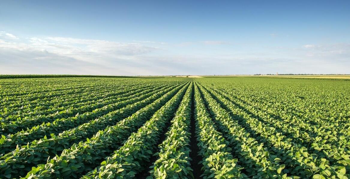 Przegląd dostępnych form regulatorów wzrostu i ich zastosowanie