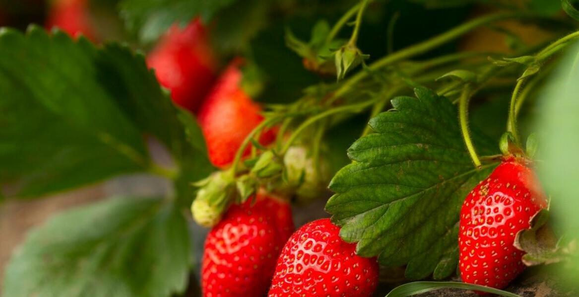 Dzika róża suszona mielona a zdrowe odżywianie - jak ją stosować?