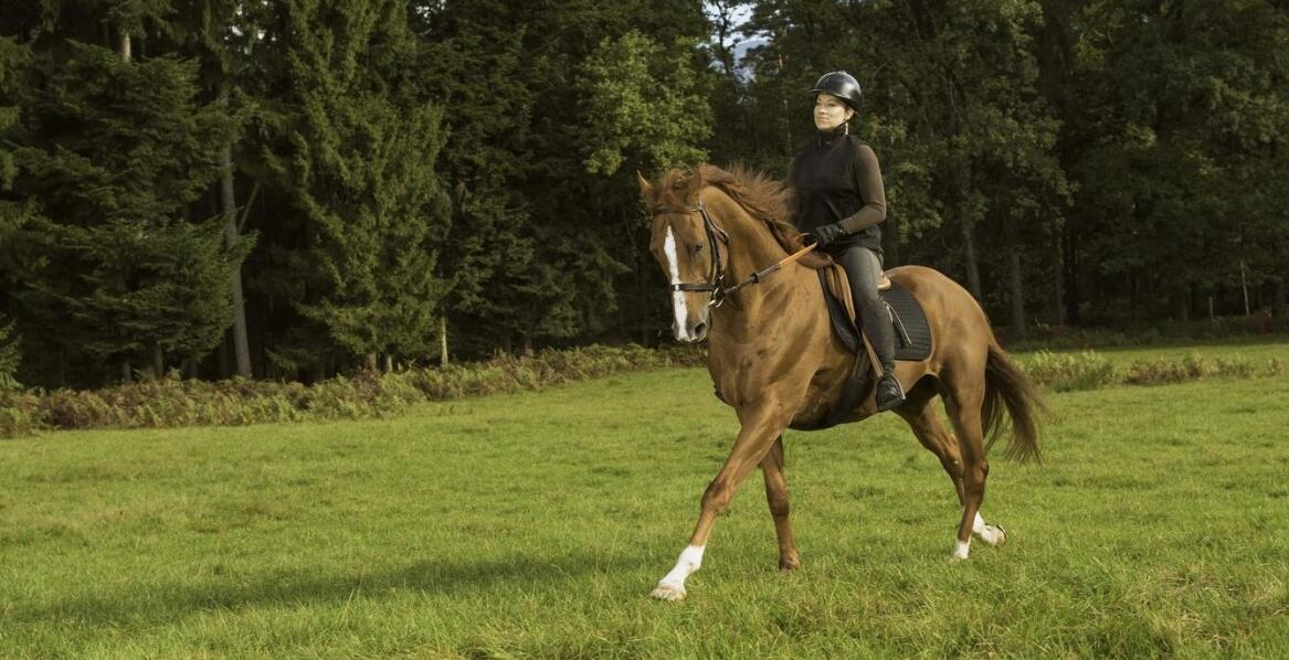 Odzież jeździecka na lato – co zapewnia komfort w upalne dni?