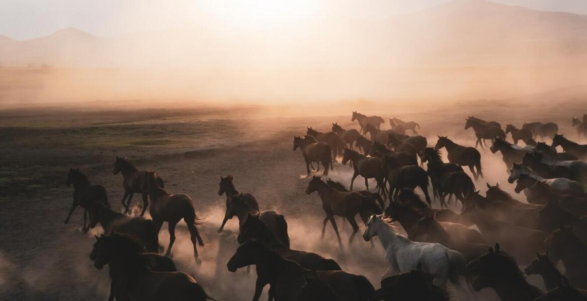 Wpływ konika bujanego drewnianego na rozwój społeczny dzieci