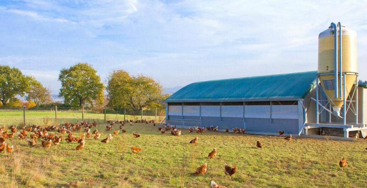 Zastosowanie wiat rolniczych w hodowli zwierząt