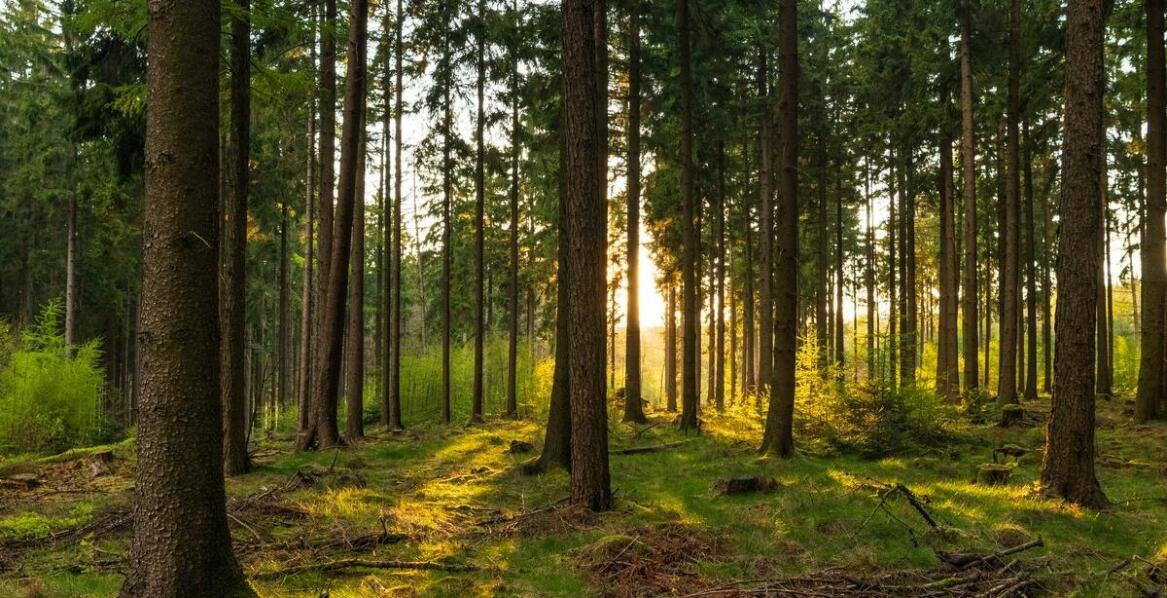 Czy modrzew europejski jest pod ochroną? Poradnik dla leśników i ogrodników