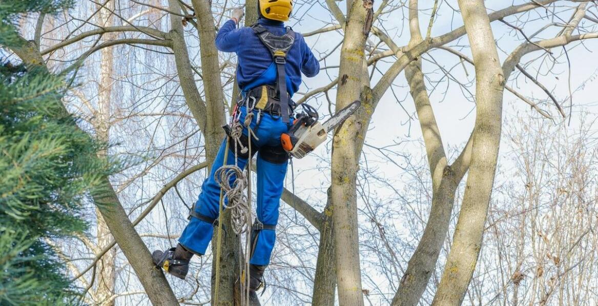 Techniki cięcia sekcyjnego w pielęgnacji dużych drzew