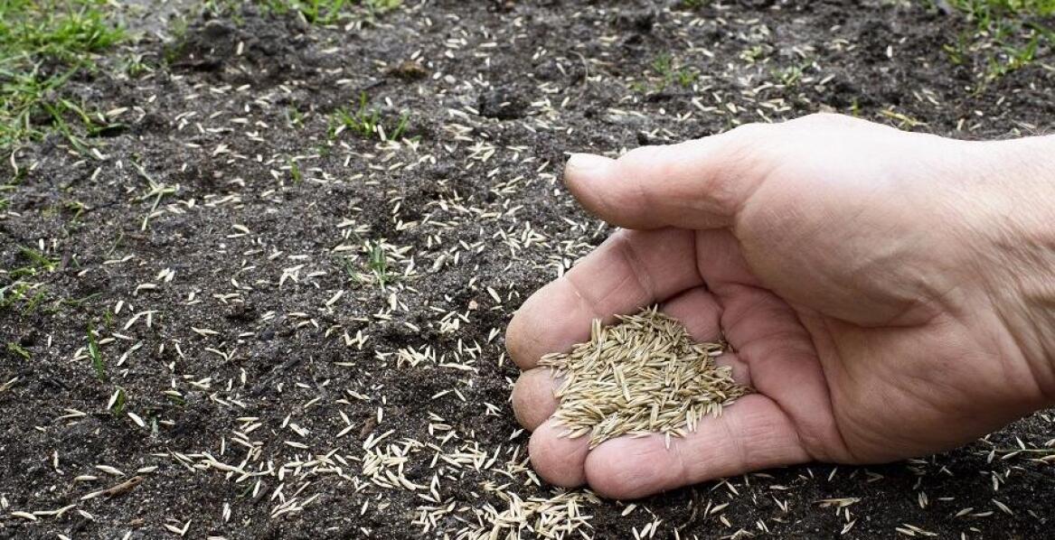 Zakładanie trawników z siewu – co warto wiedzieć o procesie kiełkowania nasion?