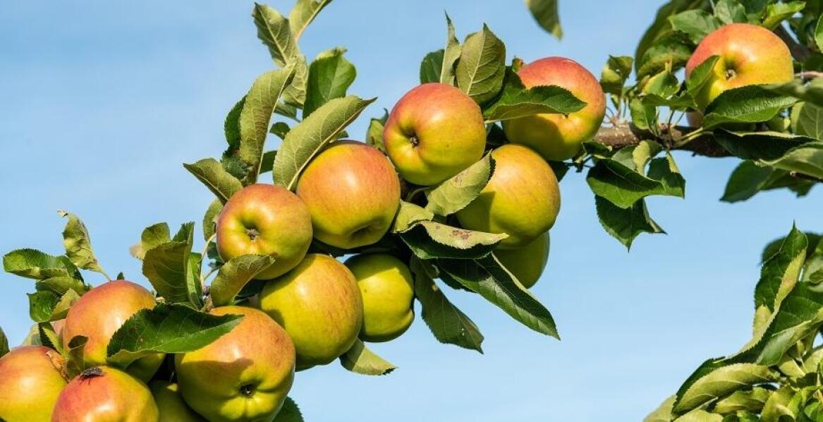 Owoce z drzewek kolumnowych - jak wykorzystać je w kuchni?