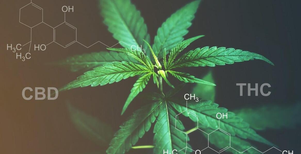 Korzyści z wyboru sweet seeds dla początkujących hodowców marihuany