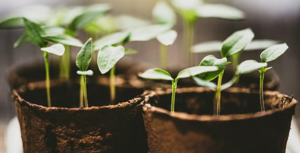 Wybór tanich nasion marihuany: kluczowe czynniki, na które warto zwrócić uwagę