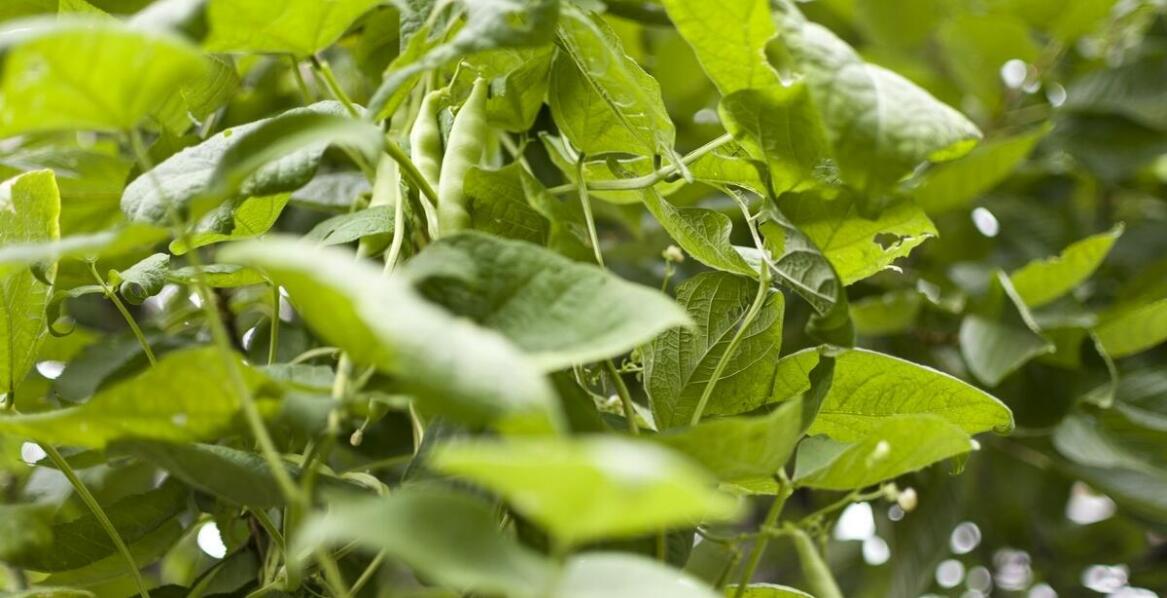 Jakie są korzyści z posiadania drzewka limonki w domu?